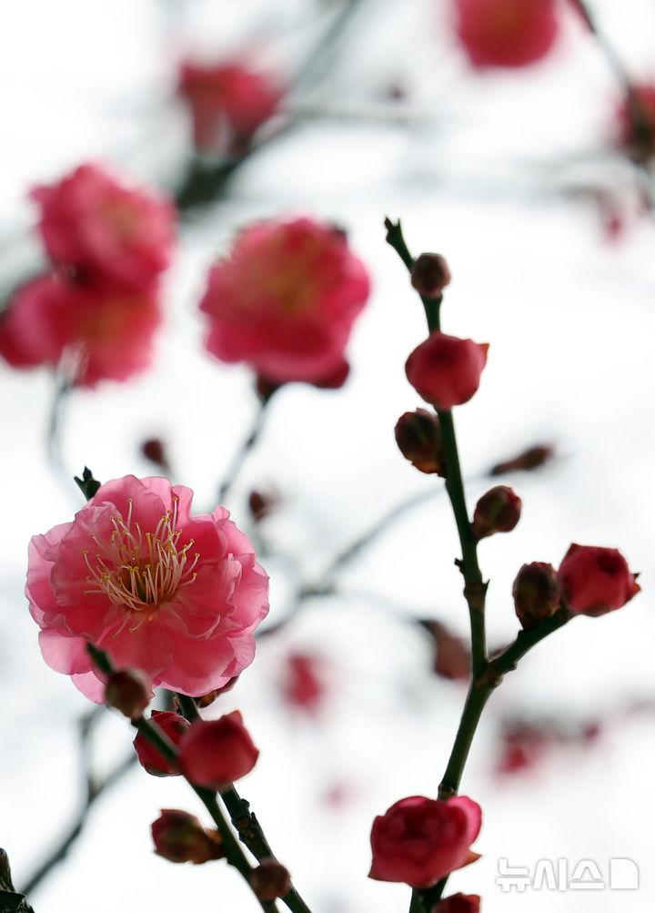 [부산=뉴시스] 하경민 기자 = 일년 중 가장 춥다는 '대한'(大寒)을 하루 앞둔 19일 부산 남구 유엔기념공원에서 '봄의 전령' 홍매화가 꽃망울을 터트려 눈길을 사로잡고 있다. 2026.01.19. yulnetphoto@newsis.com