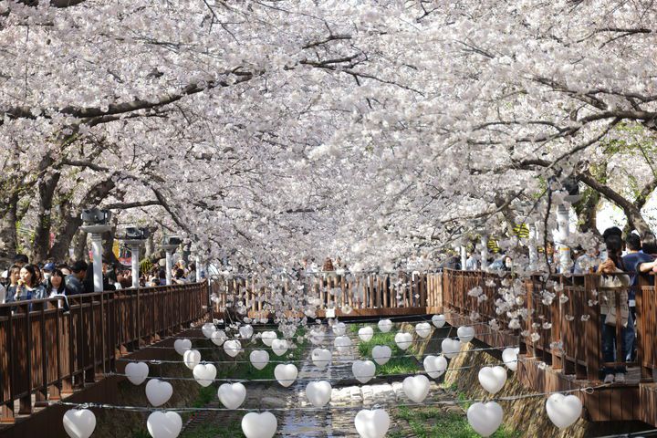 [창원=뉴시스] 강경국 기자 = 경남 창원시 진해구 여좌천 로망스 다리 전경. (사진=창원시청 제공). 2026.01.22. photo@newsis.com *재판매 및 DB 금지