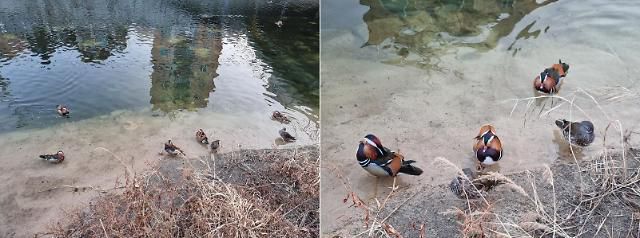 갤럭시S21 광각 카메라(좌)와 망원 카메라(우)로 촬영한 사진.