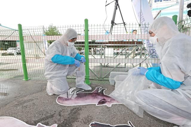 31일 전라북도 임실군 임실축협에서 열린 '2023 아프리카돼지열병 가상방역훈련'에서 의심 신고를 받은 동물위생시험소 가축방역관이 혈액과 조직 시료를 채취하고 있다. [사진=임실군]