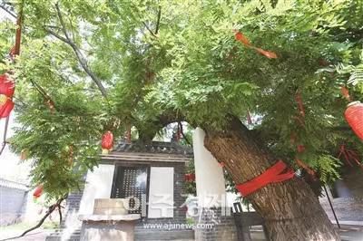 [사진=중국산둥망]