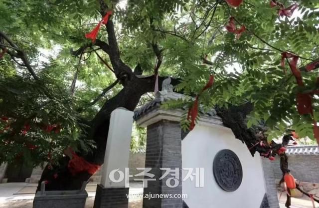 [사진=중국산둥망]