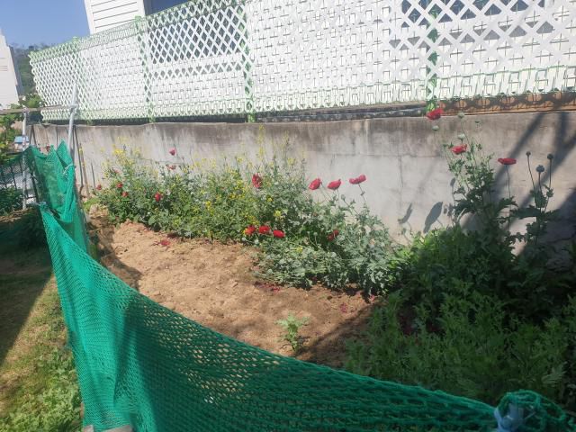 주택가에 불법으로 재배된 양귀비. [사진=강릉 해경]