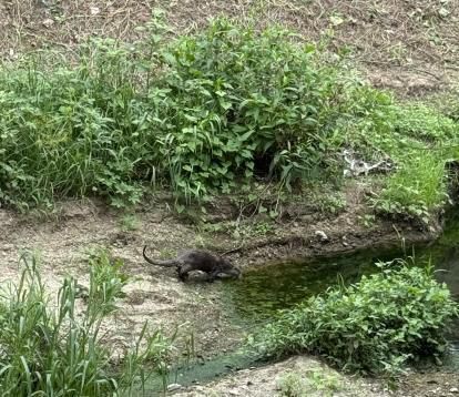 전주 덕진공원에서 목격된 수달.[사진=전주시]