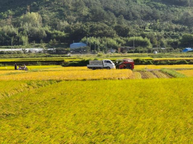 해남군이 지난 21일 집중호우로 피해를 입은 농경지의 복구와 벼멸구 피해 확산 방지에 속도를 높이고 있다[사진=해남군]