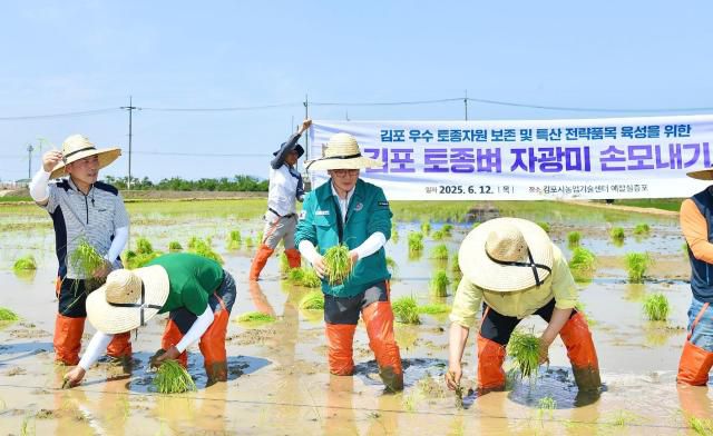 김포의 토종벼 품종 ‘자광미’ 개발 및 브랜드마케팅을 위해 총력을 다하고 있다. [사진=김포시]
