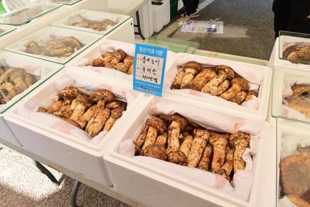 송이판매장. [사진=봉화군]
