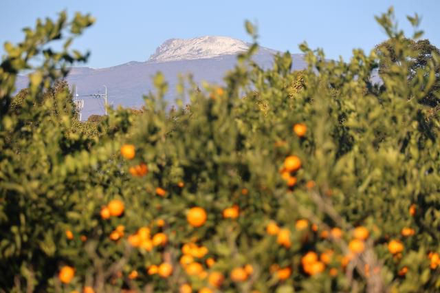 6일 제주 서귀포시 남원읍에 있는 감귤밭 뒤로 보이는 한라산 정상에 눈이 쌓여 있다. [사진=연합뉴스]