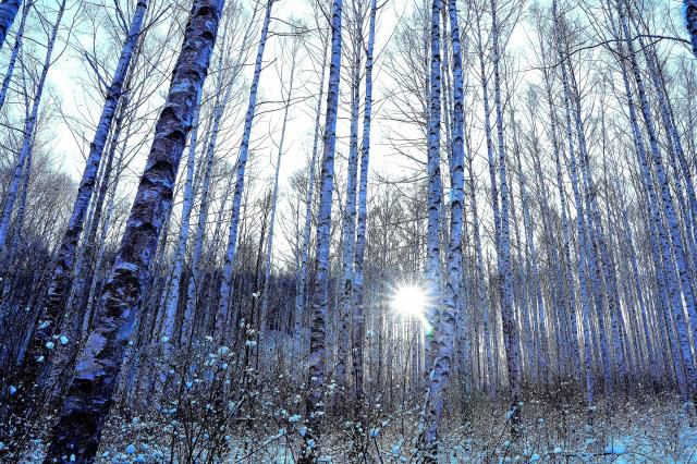Snow blankets the Wondae-ri Birch Forest in Inje County, Gangwon Province, on Jan. 11, 2026. Yonhap