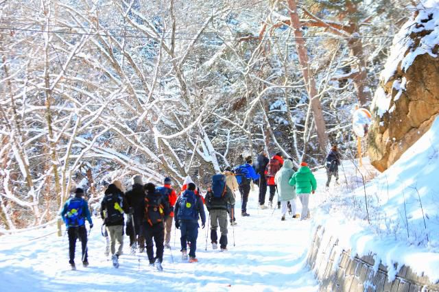 Snow blankets the Wondae-ri Birch Forest in Inje County, Gangwon Province, on Jan. 11, 2026. Yonhap