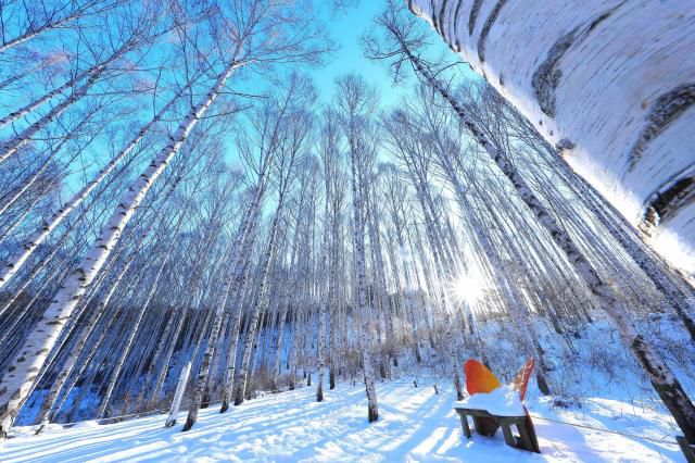 Snow blankets the Wondae-ri Birch Forest in Inje County, Gangwon Province, on Jan. 11, 2026. Yonhap
