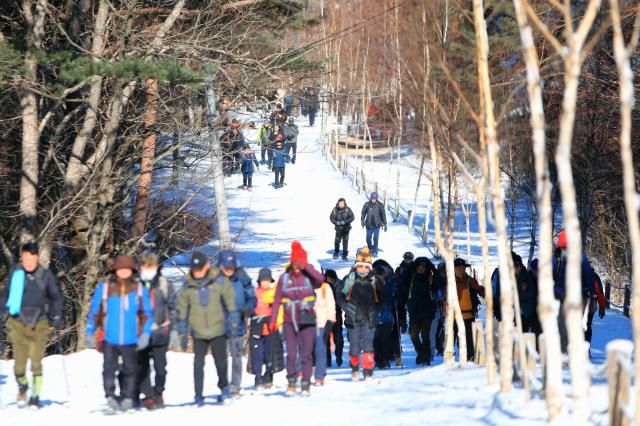 Snow blankets the Wondae-ri Birch Forest in Inje County, Gangwon Province, on Jan. 11, 2026. Yonhap