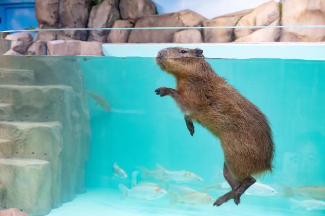롯데월드 아쿠아리움의 새 식구가 된 카피바라가 수영을 즐기며 여유로운 시간을 보내고 있다. [사진=롯데월드 아쿠아리움]