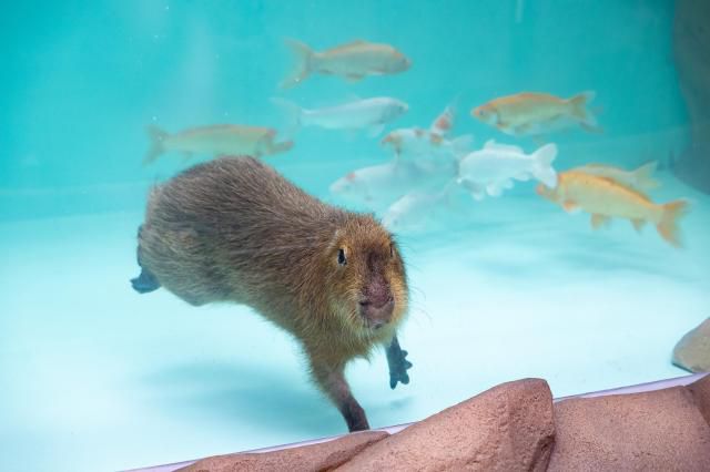 롯데월드 아쿠아리움의 새 식구가 된 카피바라가 수영을 즐기며 여유로운 시간을 보내고 있다. [사진=롯데월드 아쿠아리움]