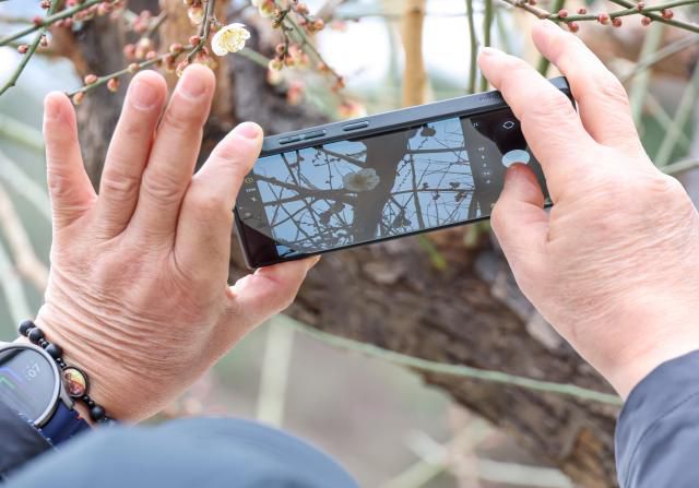 Plum trees begin to burst into bloom at Naksansa Temple in Yangyang County, Gangwon Province, on Jan. 18. 2026 AJP Yoo Na-hyun
