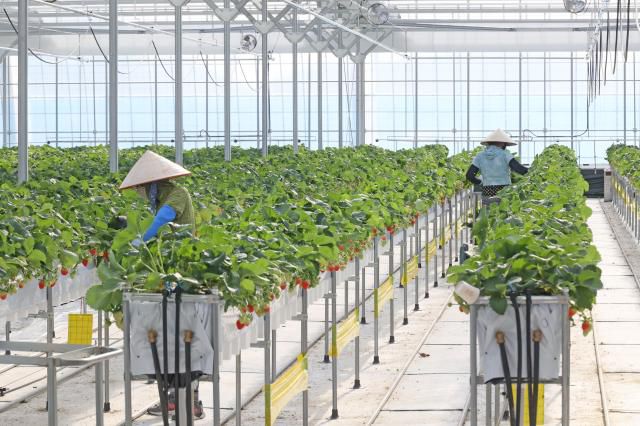 딸기 스마트팜에서 외국인 근로자 계절근로자가 일을 하고 있다.[사진=임실군]