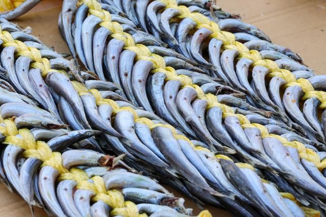 Pacific sand lances are on display at Sokcho Jungang Market in Sokcho, Gangwon State, on Jan. 17. AJP Yoo Na-hyun