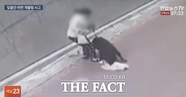 지난 25일 서울 은평구 불광동 한 골목길에서 로트와일러가 스피츠를 공격하고 있는 모습. /연합뉴스TV 캡처