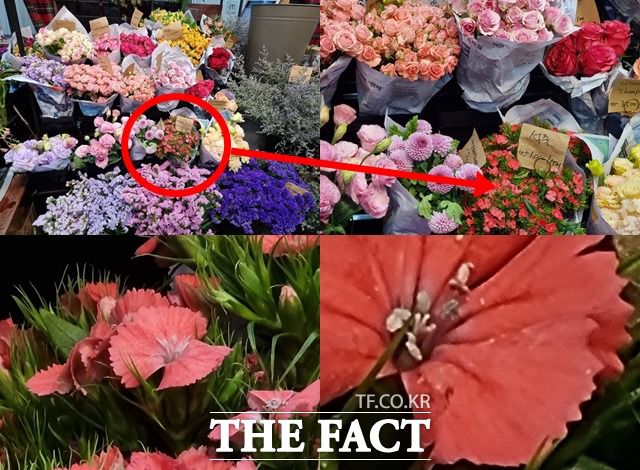 100배 스페이스 줌 기능으로 멀리 떨어진 피사체도 선명하게 촬영할 수 있다. /최수진 기자