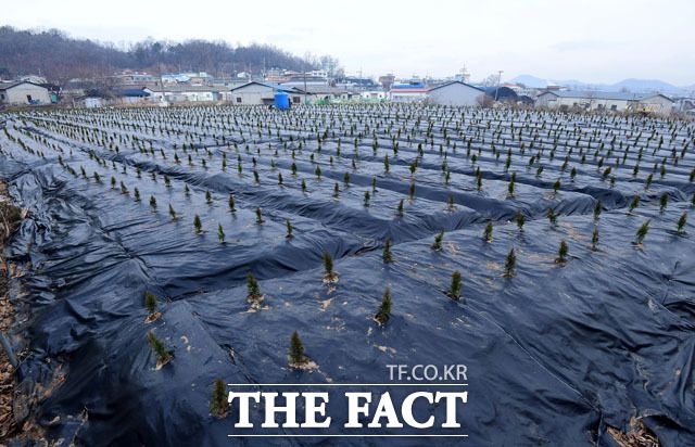 LH 직원 매수 의심 토지인 시흥시 과림동 현장에 묘목이 식재돼 있는 모습. /국회사진취재단