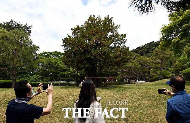 수궁터에 위치한 '774년 고목'을 관람하고 있는 관람객들.
