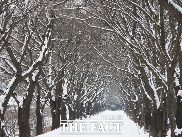 안동 하회마을 낙동강변 나무 숲길. 건너편에는 부용대가 자리하고 있다./안동=오주섭기자