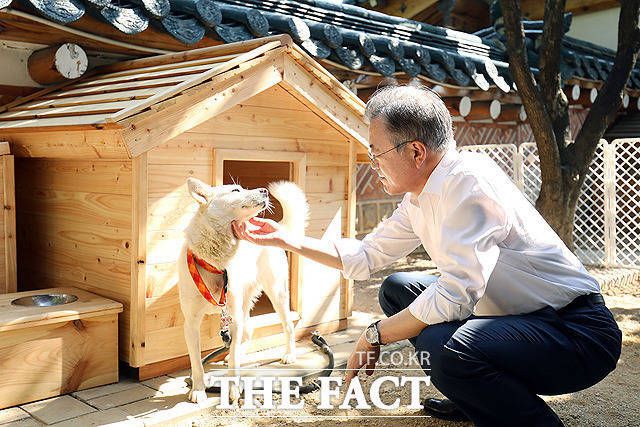 문재인 전 대통령 측이 키우다 정부에 반환한 풍산개 '곰이'와 '송강'의 한 달 치료비가 1100만 원이 든 것으로 나타났다. 사진은 2018년 제3차 남북정상회담 당시 북측이 선물한 풍산개 한 쌍 중 암컷 '곰이'를 만지는 문 전 대통령. /더팩트 DB