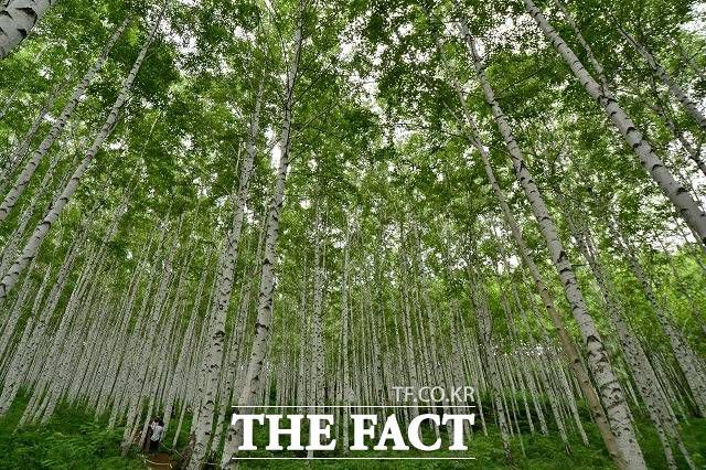 28일 강원도는 산림청이 선정한 ‘걷기 좋은 명품숲길 30선’에 ‘인제 자작나무숲 달맞이숲길’을 비롯해 강릉 대관령 소나무숲길, 강릉 대관련 옛길 등 강원도가 10개소로, 선정지역 중 최다 선정됐다고 밝혔다./인제군