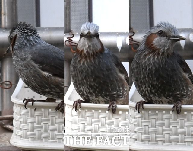 '주인이 오려면 멀었겠지?' 마치 망을 보듯 주위를 두리번 거리며 주시하는 직박구리.