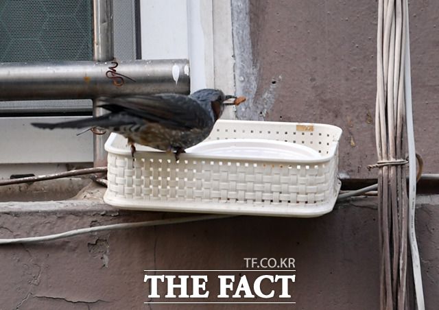 사료 한 알을 입에 넣는 직박구리.