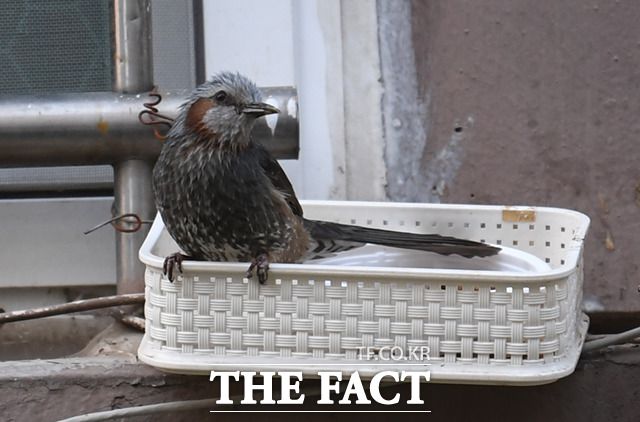 직박구리 한 마리가 아파트 1층 베란다 틈새에 놓여진 길고양이 사료 바구니에 안착해 있다.