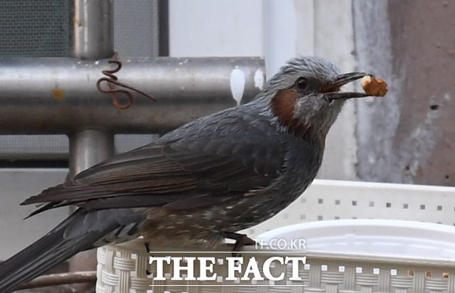 '훌륭한 식사였어' 무사히 도둑 식사 마친 직박구리.