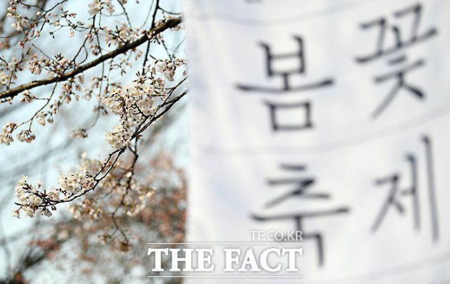 전국 벚꽃 개화가 예년보다 빨라진 가운데 28일 오전 서울 윤중로에 벚꽃이 꽃망울을 터트리고 있다./임영무 기자