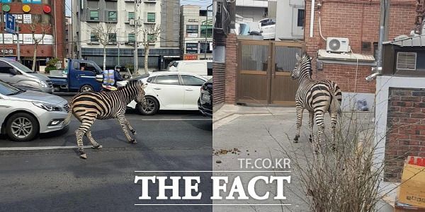 서울어린이공원에서 탈출한 얼룩말 '세로'가 서울 광진구 자양동 인근 주택가를 활보하고 있다. /온라인 커뮤니티 캡처