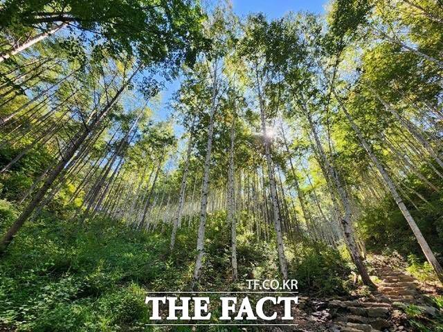 1차 경진대회에서 최우수 숲길로 선정된 인제자작나무숲 달맞이숲길 / 산림청