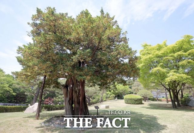 관람객들은 청와대의 조경이 아름답다고 입을 모았다. 사진은 청와대 경내 문화유산인 청와대 수궁터의 744년 된 주목. /이새롬 기자