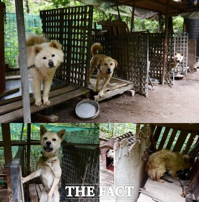 박 씨가 공개한 내부는 기존 개사육장에서 흔히 보이는 뜬장의 형태는 아니었다. 쇠파이프와 플라스틱 판넬로 구역을 나누고 비닐 천막 등을 덮어 만든 사육장에는 다양한 종류의 중형견들이 묶여 있었다. 털상태가 고르지 못한 한 두마리를 제외하고는 대부분 양호해 보였다.
