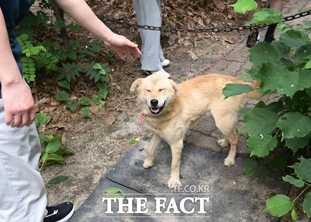 이날 구조된 개 한 마리가 구조대를 향해 반가움을 표시하고 있다.