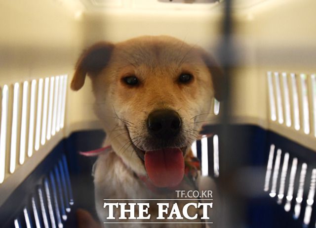 1일 오후 '불법 개사육장'에서 개 한 마리가 구조된 후 이동장에 앉아 있다. 이날 5마리의 개가 구조됐다.