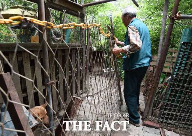 그동안 이곳에서 버리고 간 개들을 돌봐왔다는 박 씨가 사육장 내부를 공개하고 있다.