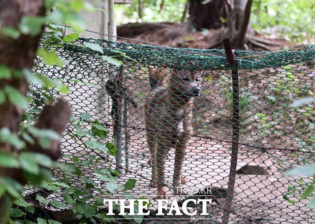 철조망과 펜스 등으로 둘러싸인 사육장에서 보초견이 지나는 사람을 주시하고 있다.