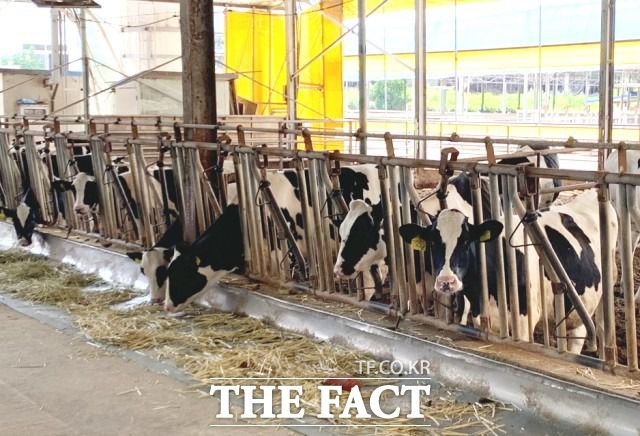 정부가 올해 1월부터 도입한'원유가격 차등제'에 대해 일부 낙농가는 "사료값 인상과 시설 투자 등으로 사정이 녹록지 못한 낙농가의 입장은 고려하지 못한 비현실적인 제도"라고 비판했다. / 더팩트 DB