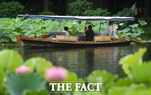 중국 항저우시의 대표 명소인 서호를 방문한 관광객들이 배를 타고 연꽃을 감상하고 있다. / 신화.뉴시스