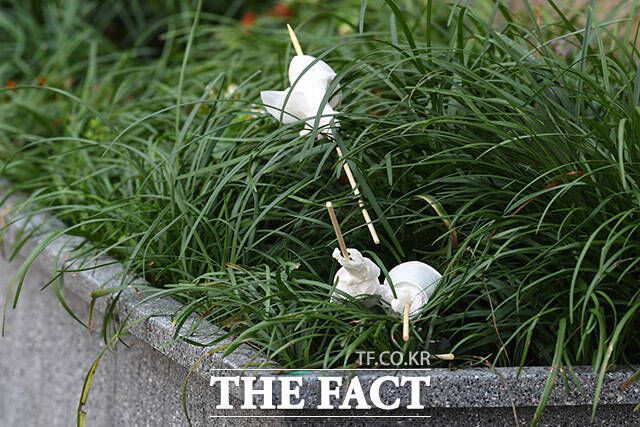 크고 뾰족한 꼬치로 인해 미관을 해치고 여러 사람이 피해를 보고 있다.