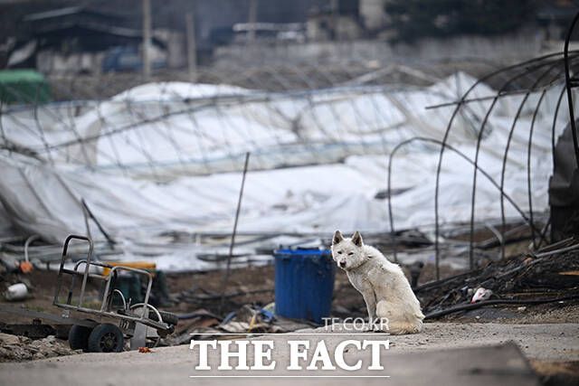 안동시 임하면의 한 마을에 산불로 숙대밭이 된 가운데 강아지가 주인을 기다리고 있다.