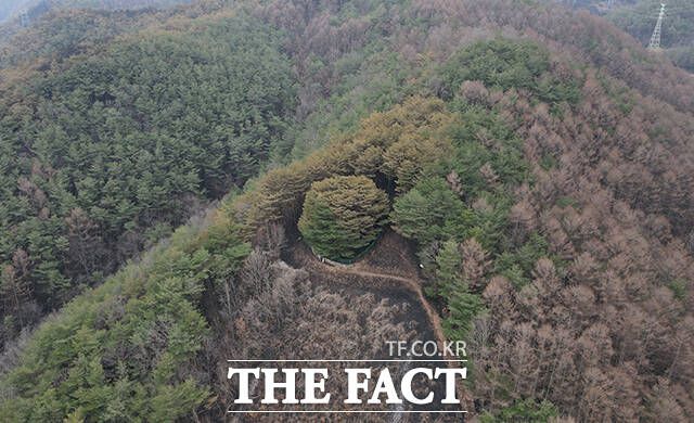 천연기념물 답곡리 만지송의 주변이 검게 그을려 있다.