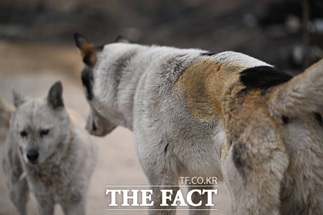 강아지의 털이 불에 그슬려 있다.