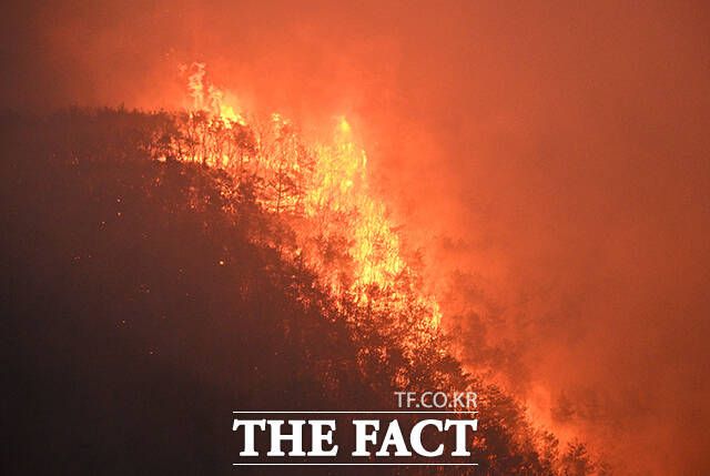 25일 경북 안동시 남선면 신석리 일대의 야산에서 불기둥이 솟구치고 있다.