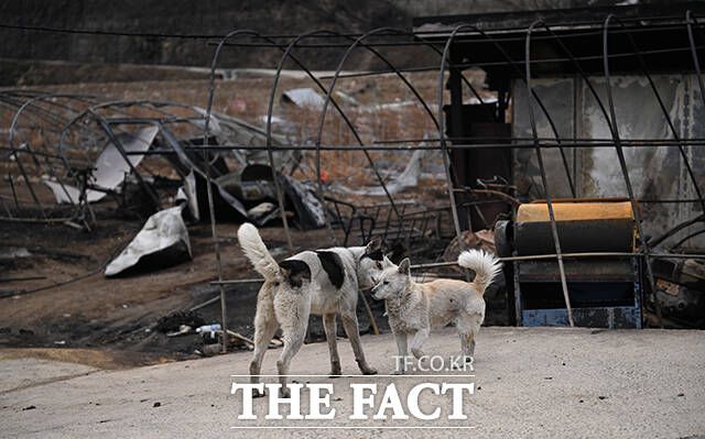 안동시 임하면의 한 마을에 산불로 숙대밭이 된 가운데 강아지들이 주인을 기다리고 있다.