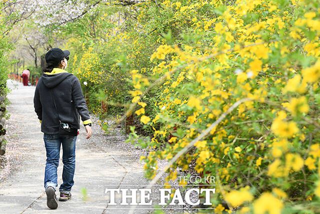 한 시민이 개나리를 바라보며 산책하고 있다.